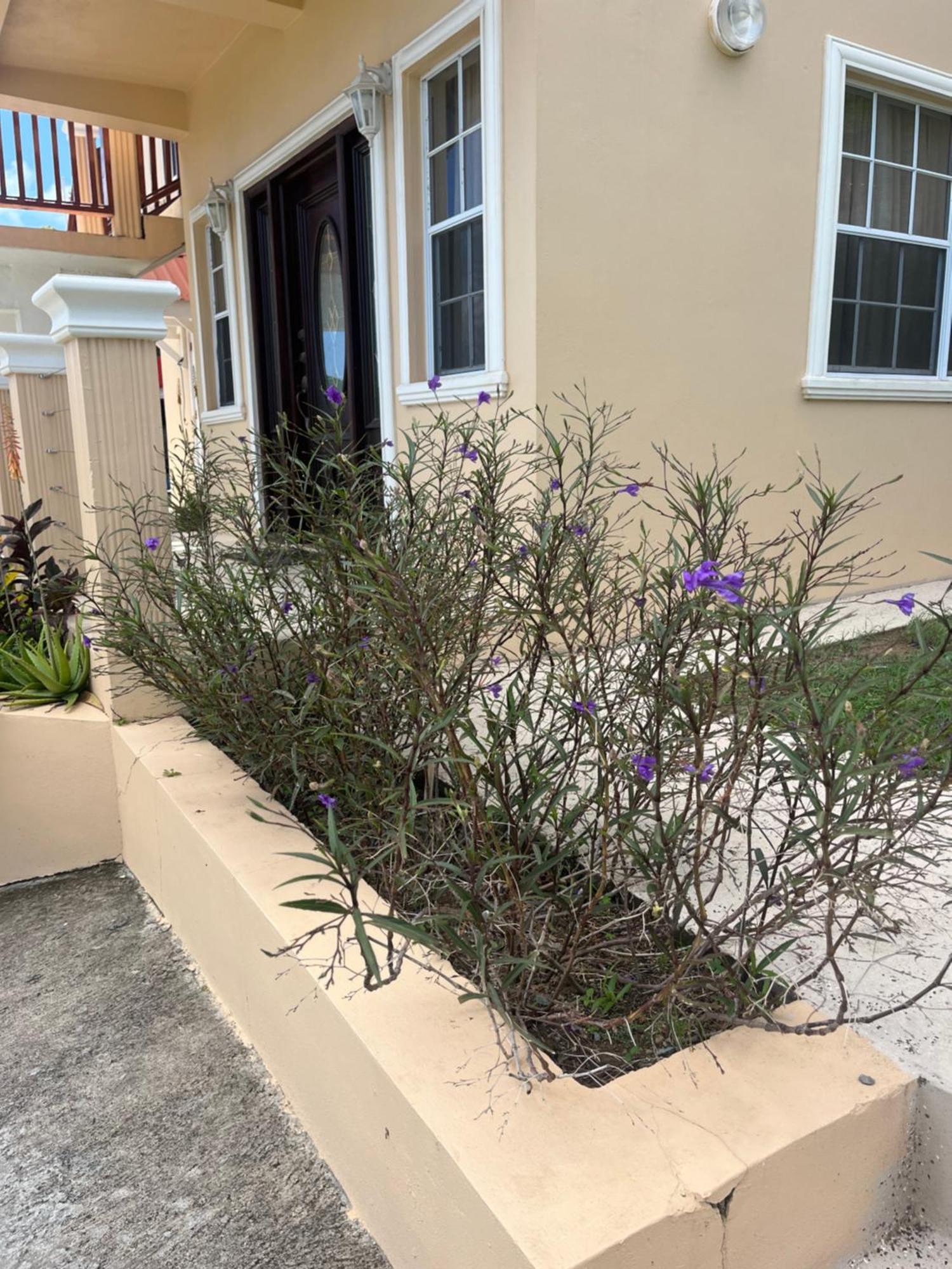 Belle Breeze Haven Apartment Gros Islet Bagian luar foto